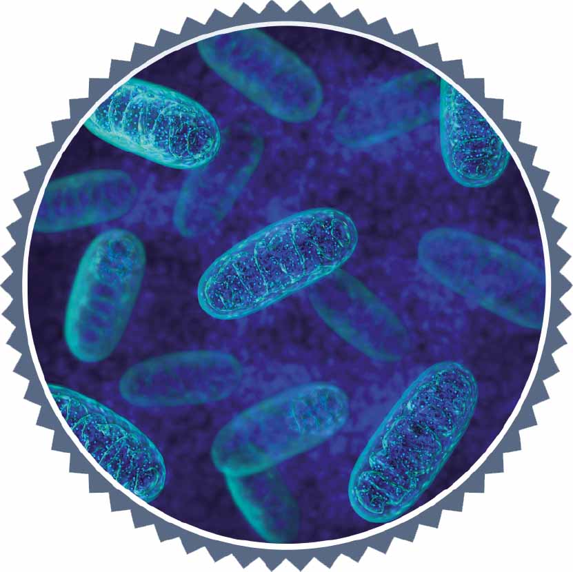 textbild-mitochondrien_edited